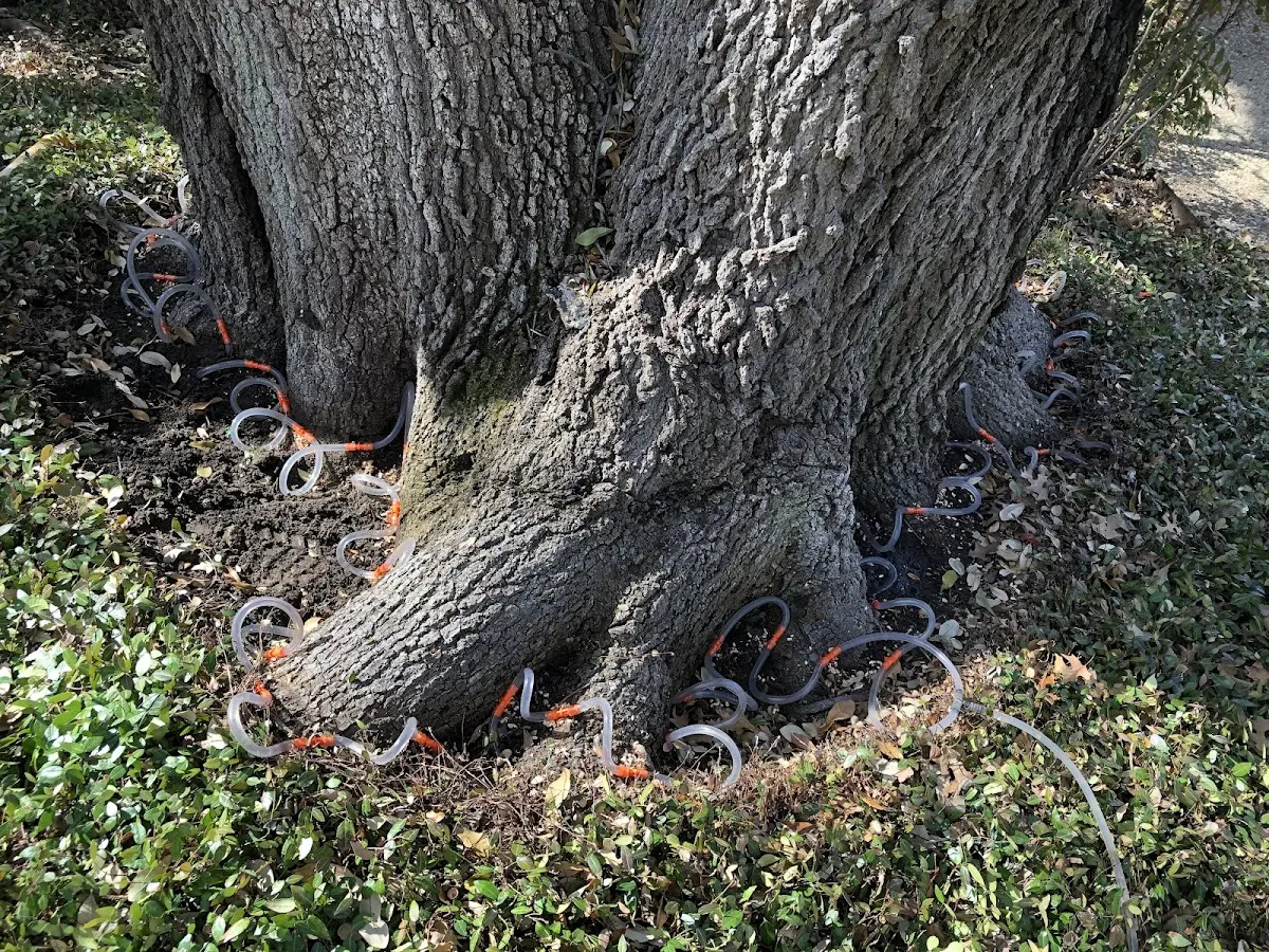 Detailed Shrub and Hedge Trimming job site in Richardson